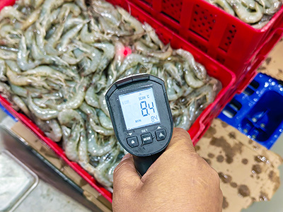 2000 kg/h Brine Quick Freezer for Frozen Shrimp in Ecuador