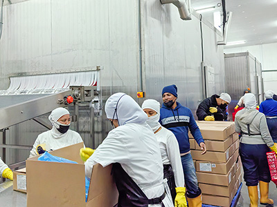 2000 kg/h Brine Quick Freezer for Frozen Shrimp in Ecuador