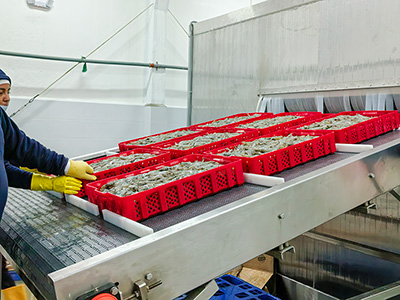 2000 kg/h Brine Quick Freezer for Frozen Shrimp in Ecuador