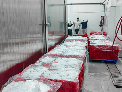 2000 kg/h Brine Quick Freezer for Frozen Shrimp in Ecuador