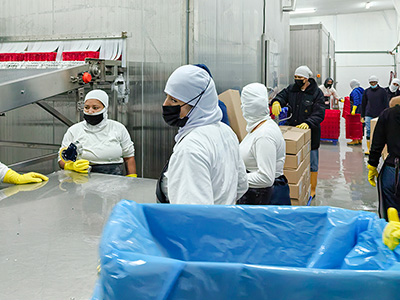 2000 kg/h Brine Quick Freezer for Frozen Shrimp in Ecuador