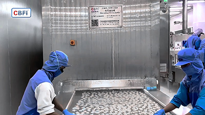 Quick Freezing Tunnel Freezer for Frozen Shrimp in Thailand