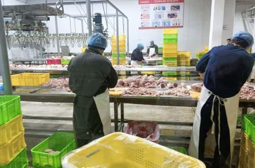 Tajikistan Chicken Slaughtering and Processing Plant Project